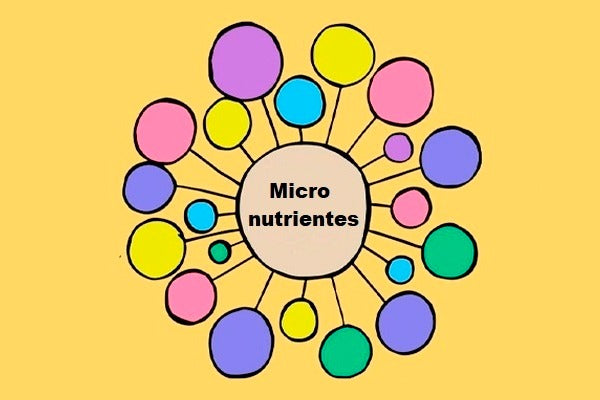 Introducción a Los Micronutrientes